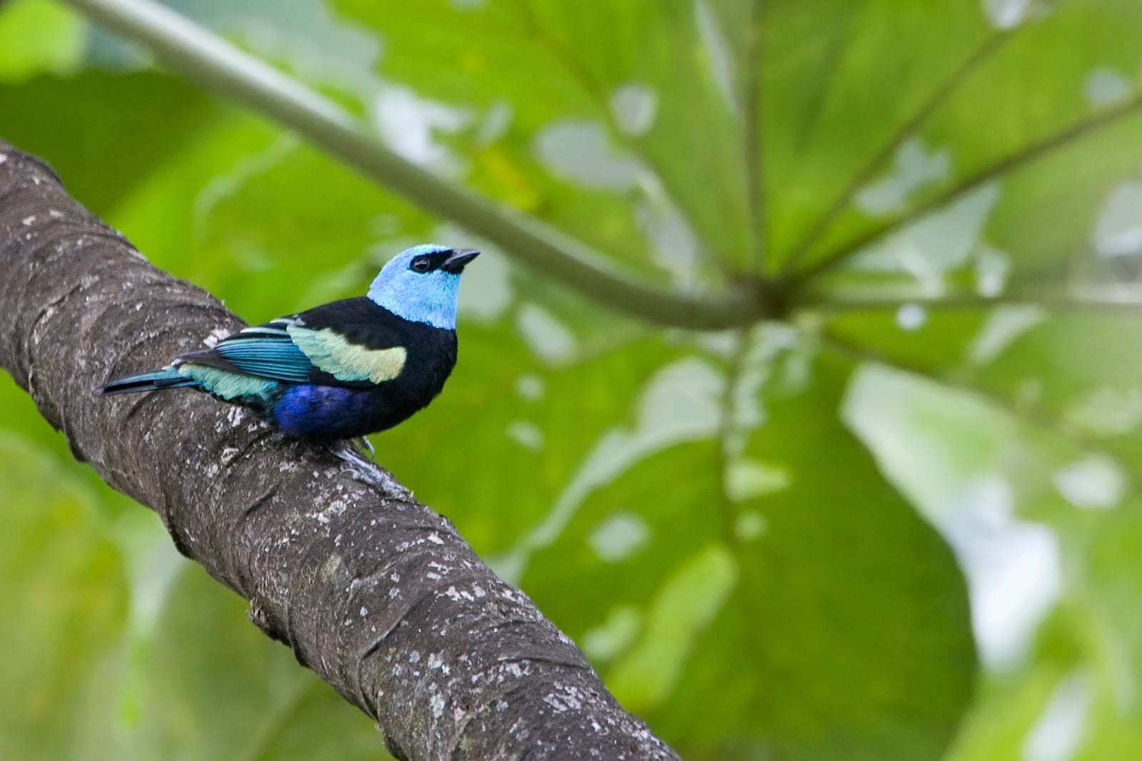Masked Tanager. Daniel Alarcón