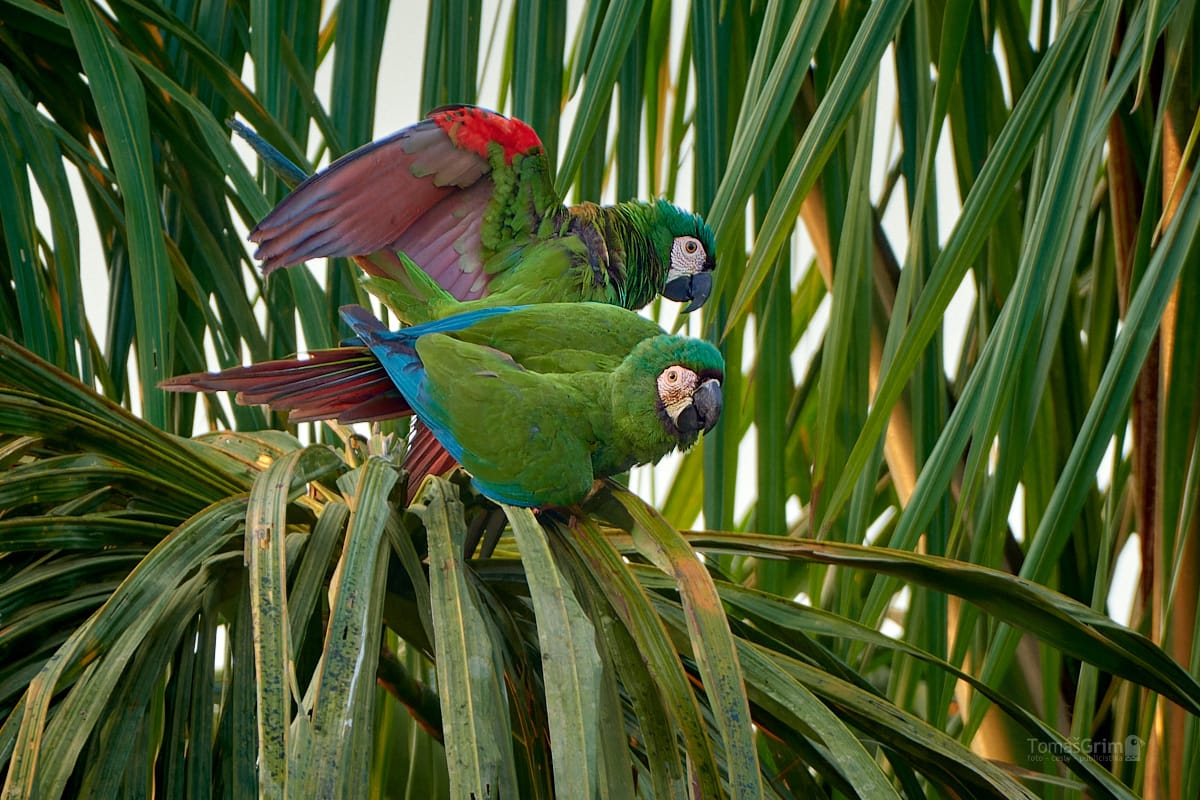 _SADIRI_TG_BOL6269_Ara severus-NEF_DxO_DeepPRIMEXD