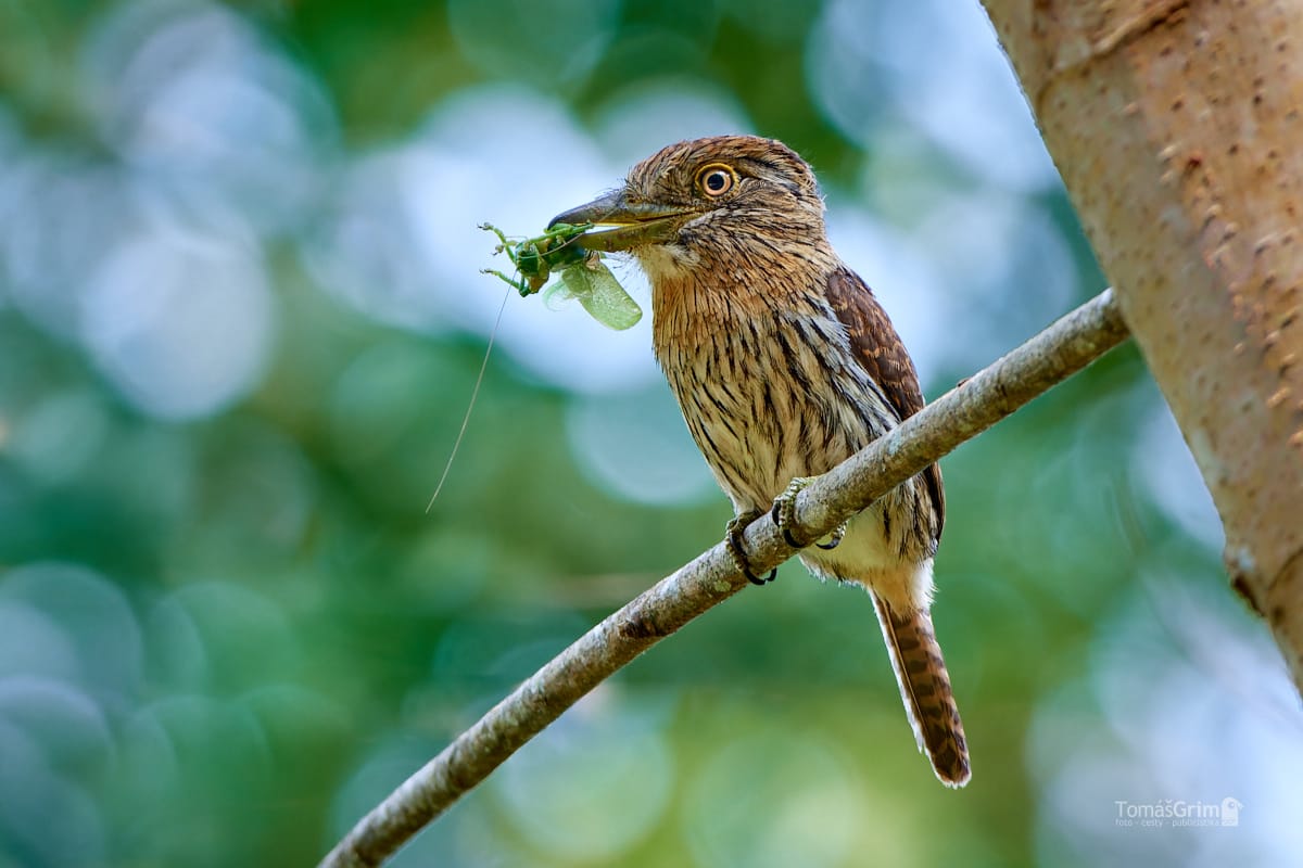 _SADIRI_TG_BOL6715_Nystalus obamai-NEF_DxO_DeepPRIMEXD