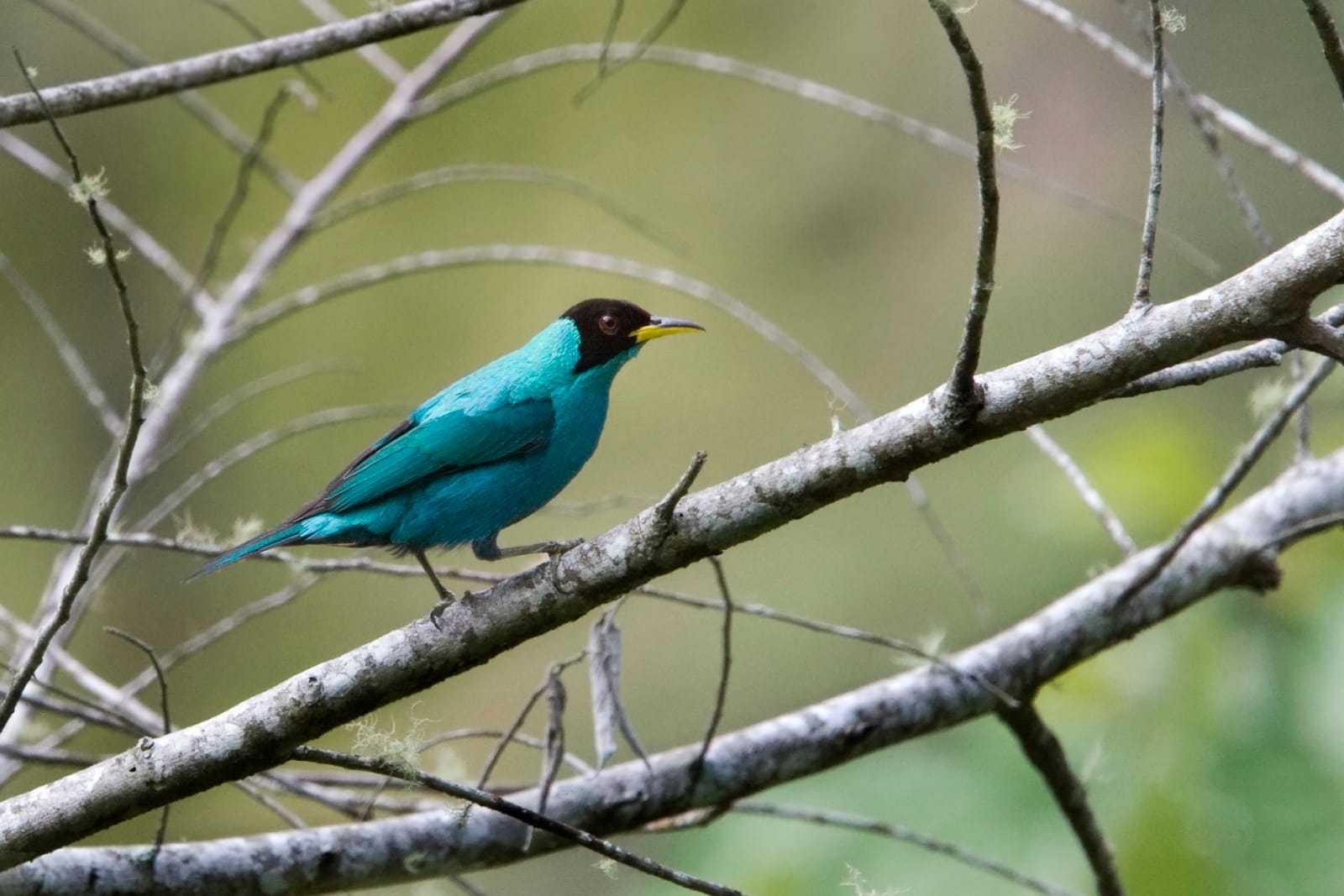 Green Honeycreeper 2. Daniel Alarcón