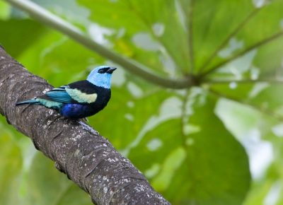 Masked Tanager. Daniel Alarcón
