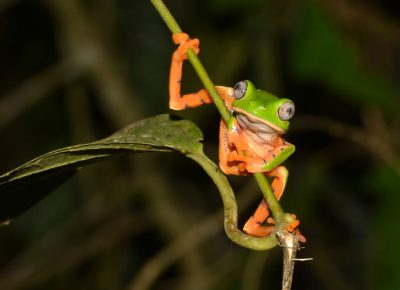 Phyllomedusa-tomopterna