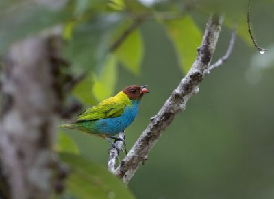 Tangara gyrola