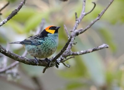 Tangara xanthocephala
