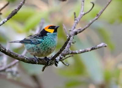 Tangara xanthocephala